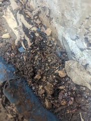 Lissotriton vulgaris