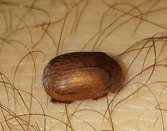 Maladera insanabilis