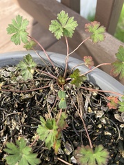 Geranium dissectum