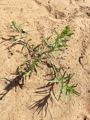 Corispermum intermedium