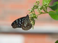 Tirumala limniace limniace