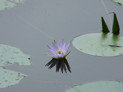 Nymphaea elegans