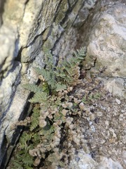 Myriopteris gracilis