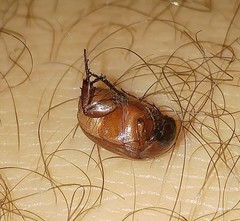 Maladera insanabilis