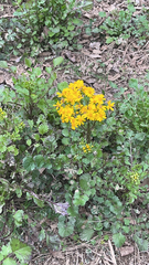 Packera glabella