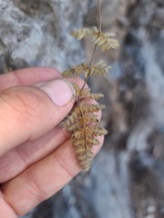 Myriopteris gracilis