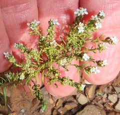 Selago densiflora