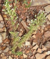 Selago densiflora