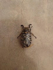 Polyphylla laticollis