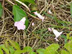 Fridericia