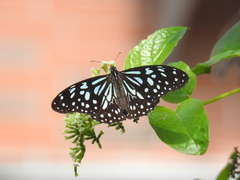 Tirumala limniace limniace