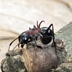 Polyrhachis lamellidens