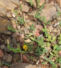 Zornia dyctiocarpa