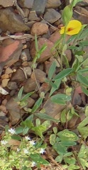 Zornia dyctiocarpa