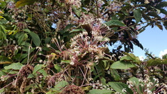 Clerodendrum quadriloculare