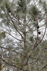 Pinus sabiniana