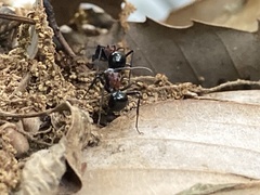 Polyrhachis lamellidens