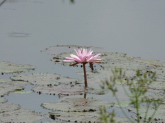Nymphaea rubra