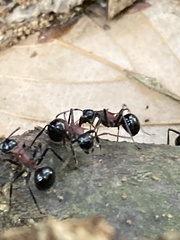 Polyrhachis lamellidens