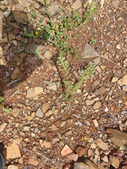 Zornia dyctiocarpa