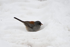 Junco hyemalis caniceps