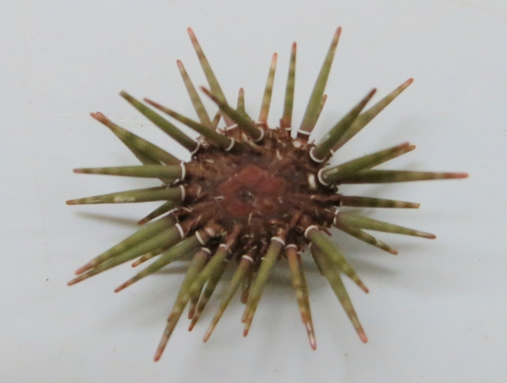 Parasalenia poehlii