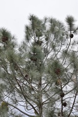 Pinus sabiniana