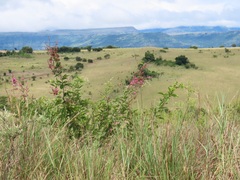 Pseudarthria hookeri