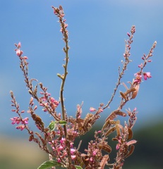 Pseudarthria hookeri