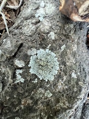 Caliciaceae