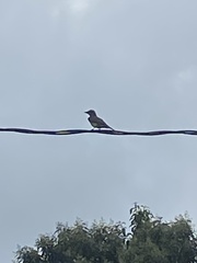 Mimus saturninus