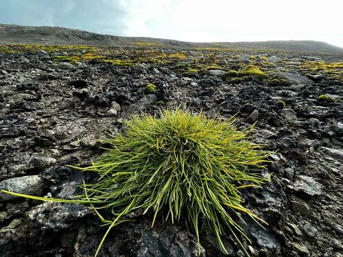 Image of Deschampsia antarctica by (c) Erasmo Macaya Horta, some rights reserved (CC BY)