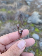 Primula meadia