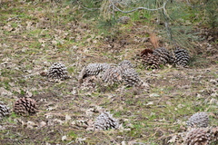 Pinus sabiniana