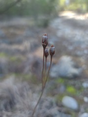 Primula meadia