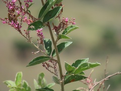Pseudarthria hookeri