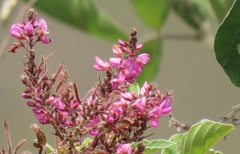 Pseudarthria hookeri