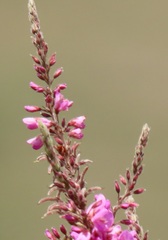 Pseudarthria hookeri