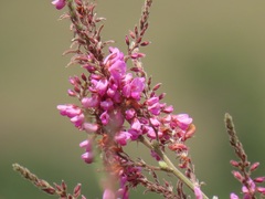 Pseudarthria hookeri