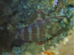 Hypoplectrodes wilsoni