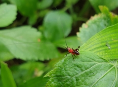 Conocephalus melaenus