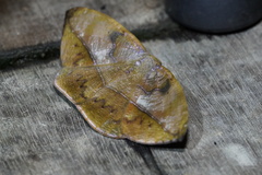 Oxydia translinquens