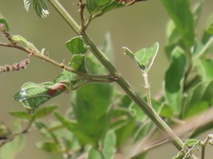 Pseudarthria hookeri