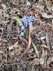 Scilla