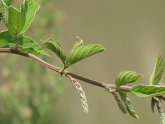 Pseudarthria hookeri