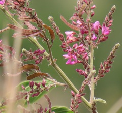 Pseudarthria hookeri