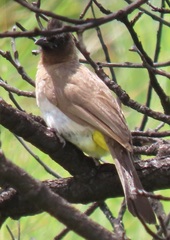 Pycnonotus barbatus layardi