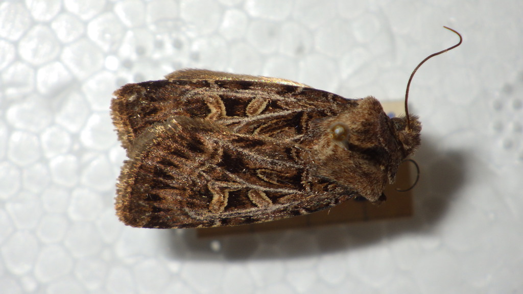 Chersotis alpestris