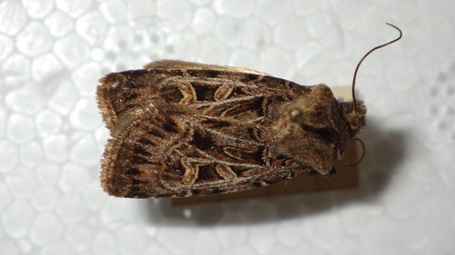 Chersotis alpestre (La)