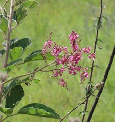 Pseudarthria hookeri